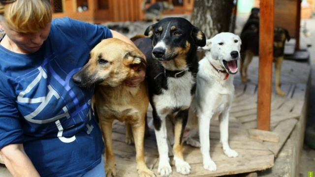 Социальный ролик для приюта Ной-Поводог от студентов направления: реклама и связи с общественностью смотреть онлайн