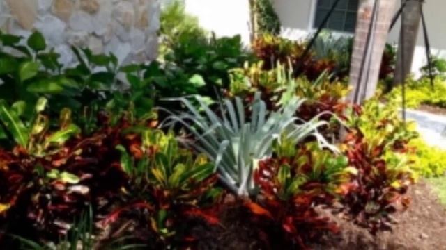 #Croton Landscaping Ideas | San Francisco Plant смотреть онлайн