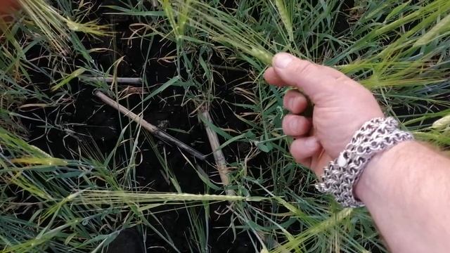 яровой ячмень по трём Предшественникам смотреть онлайн