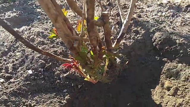 Как удалить шиповник на розе часть (2) смотреть онлайн