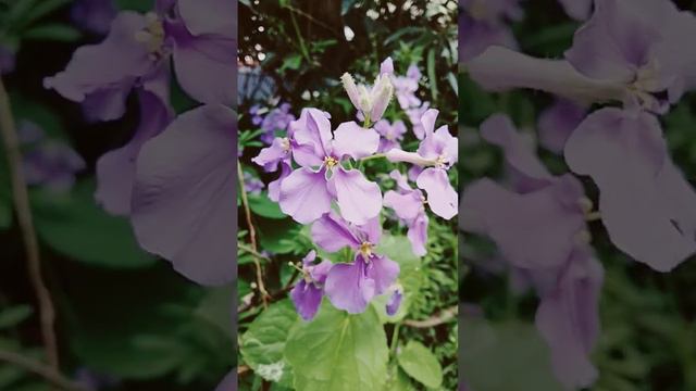 Orychophragmus#plant #japan #beautiful #flowers смотреть онлайн