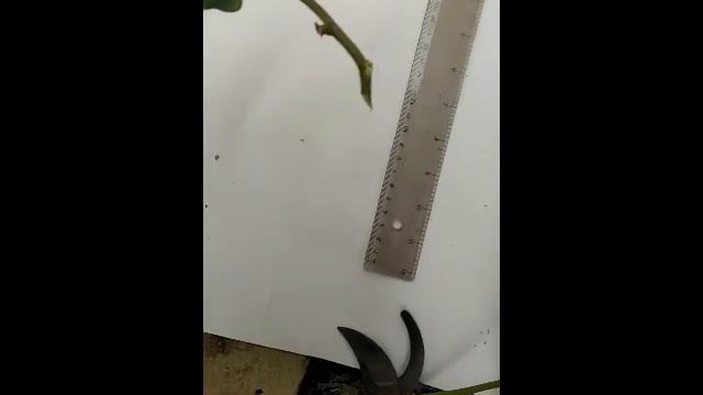 Propagacion vegetativa de hiedra смотреть онлайн
