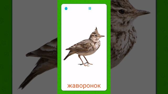 Название птиц. Различаем звуки птиц #пение#птицы#звуки#природа#длядетей