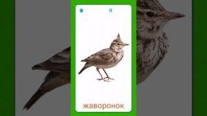 Название птиц. Различаем звуки птиц #пение#птицы#звуки#природа#длядетей
