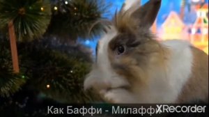 новогодняя песня анука давайка кот малыш