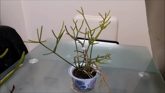 Flor da minha Rhipsalis pilocarpa 2018 смотреть онлайн