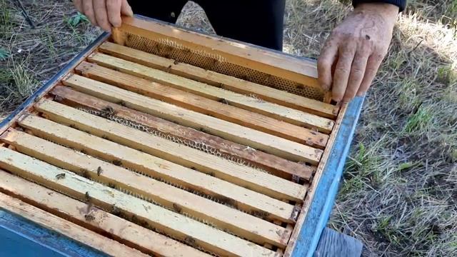 Карника на медосборе с донника смотреть онлайн