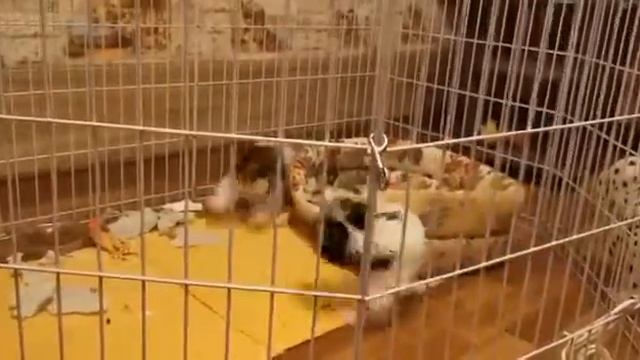 Щенки бивер йорков. Москва. Питомник"Златоглавый талисман" смотреть онлайн