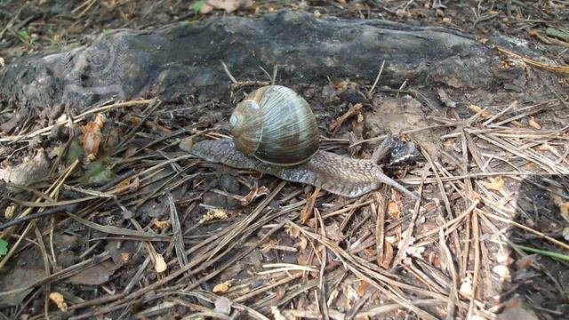 Spaziergang im Park: "Лосиный остров" смотреть онлайн