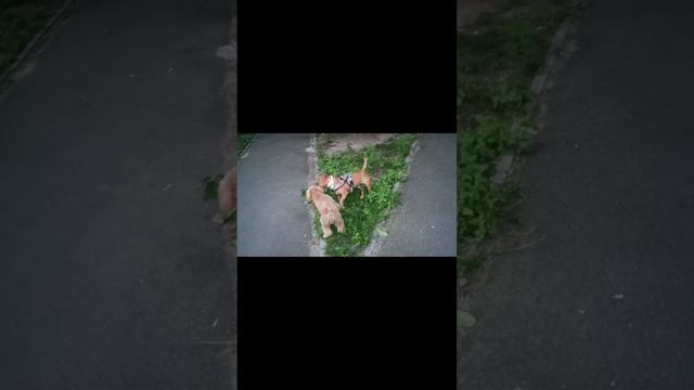 Мальтипу и бультерьер смотреть онлайн