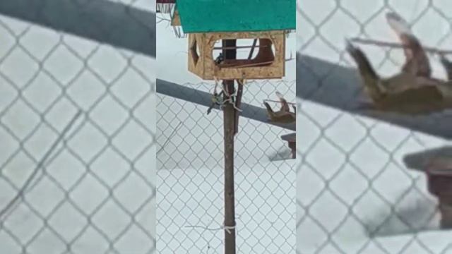 Пир у кормушки смотреть онлайн