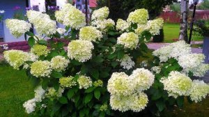 ГОРТЕНЗИЯ МЕТЕЛЬЧАТАЯ "ФАНТОМ"/ПОДРОБНЫЙ ОБЗОР/ ОСОБЕННОСТИ УХОДА, ОБРЕЗКА.