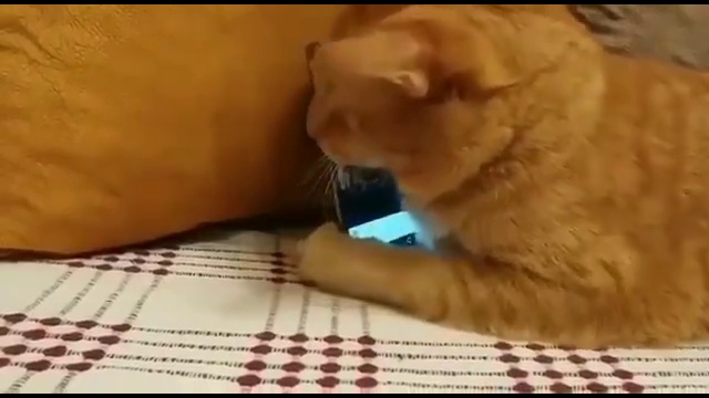 слепому котику тоже нравится эта музыка смотреть онлайн