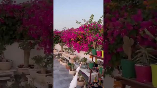 Adenium Obesum multiflorum arabicum,somalense somalensesomalense vcrispum,bohemianum oleifolium смотреть онлайн