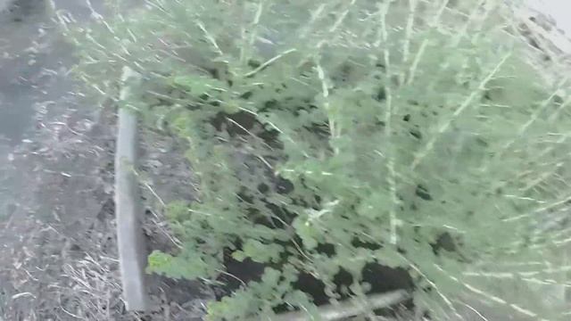 Органическое земледелии. Удобрение Биогумус применение в саду смотреть онлайн