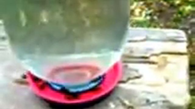 Поилка с подсоленной водой...