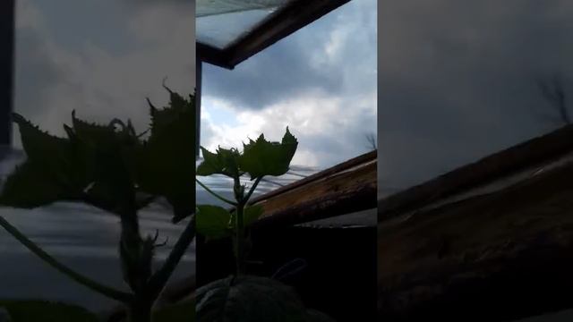 Выращивание Огурца Зимой.Состояние Огурца на 27 Марта Сорт "Бьерн" смотреть онлайн