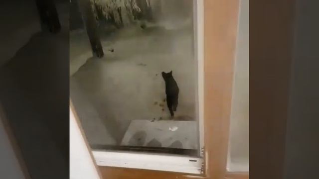Суровый якутский кот ходит в туалет на улицу. -52° смотреть онлайн