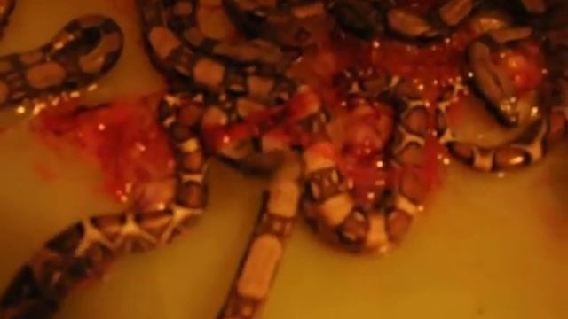 www.MyReptile.ru_Рождение в нашем доме Boa Constrictor Imperator смотреть онлайн