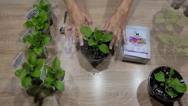 Цветы в которые я не верила!!! Эксперимент и результат #сад #нашадача #петуния #цветы смотреть онлайн