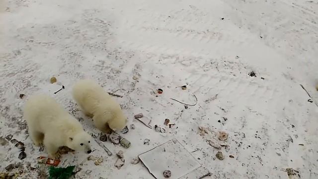 Это Россия Детка!!! Кормление белых медведей 2 смотреть онлайн