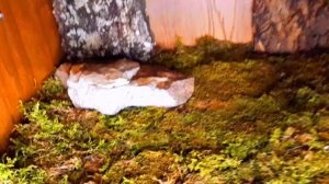 Как сделать террариум из старого шкафчика?  Террариум для прыткой ящерицы.