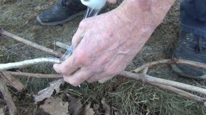 МЫШИ ПОГРЫЗЛИ ВИНОГРАД. Как спасти?