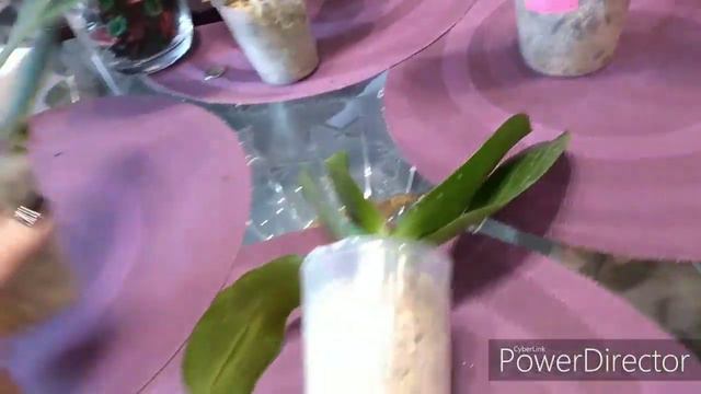 Посылка, полная ослепительных 🌺орхидей бабочек 🌺 смотреть онлайн
