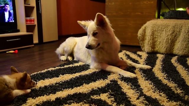 Вельш корги пемброк и Белая швейцарская овчарка. Welsh Corgi Puppy and White Swiss Shepherd. смотреть онлайн