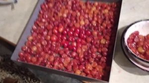 Сушка черешни в электрической сушилке. Или что сделать из черешни?