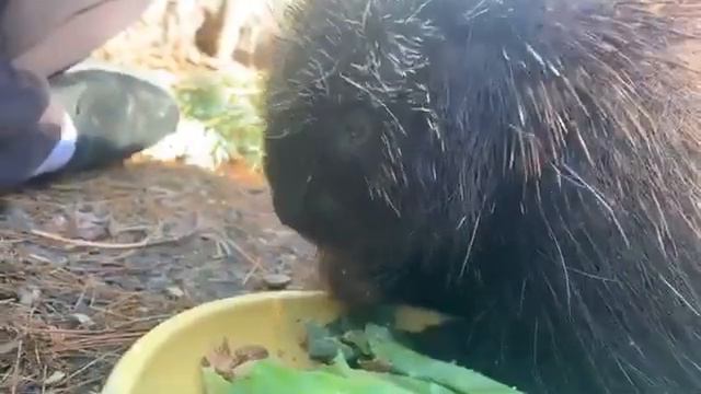 Center for Wildlife Morning Meeting with Wildlife Ambassadors Henry the North American Porcupine смотреть онлайн