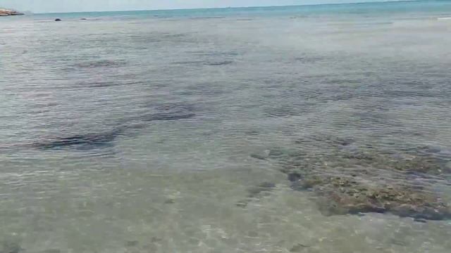 Морской огурец.Самуи.Таиланд. смотреть онлайн