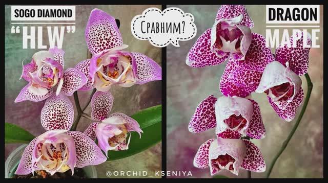 Phal. Dragon Maple peloric 💗 & Phal. Sogo Diamond ‘HLW’ 3-lips💖 Обзор и сравнение азиатских сортов смотреть онлайн