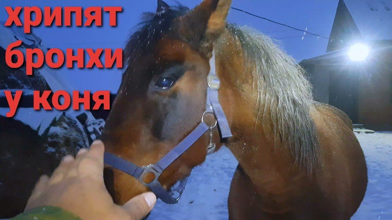 ДЕРЕВЕНСКОЕ УТРО С ЖИВОТНЫМИ смотреть онлайн