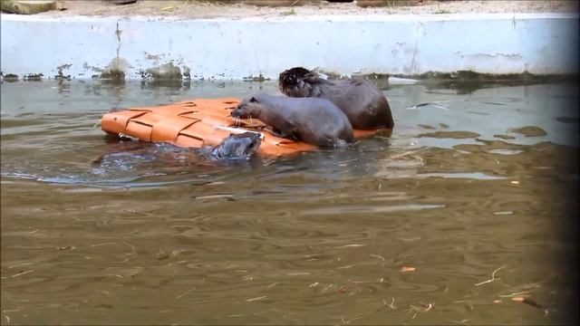 Речные выдры на плоту кушают рыбку. 29.10.21 г. смотреть онлайн