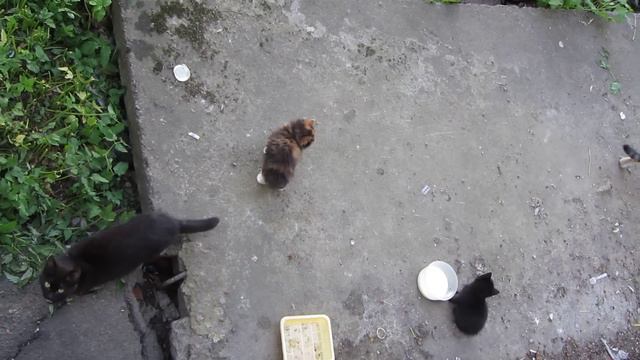 Кот  уходит.