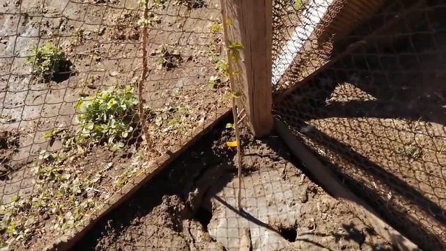 Как посадить черешню в средней полосе России смотреть онлайн