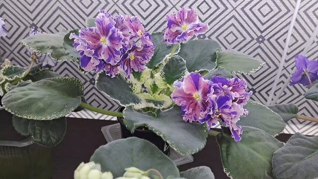 Посмотрите как стараются мои фиалочки? смотреть онлайн