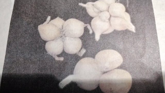 Зачем луку🧄луковица? А. Смирнов. Из серии :"Почемучкины книжки"( звук☝️).📖 смотреть онлайн