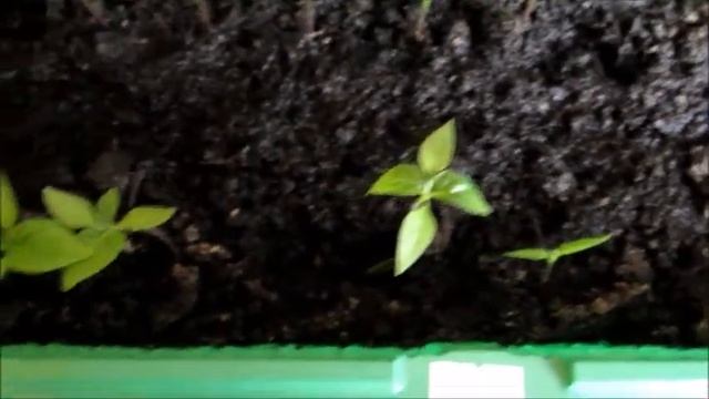 Моя рассада перца - пикирую 2 вида перца, сладкий и острый смотреть онлайн