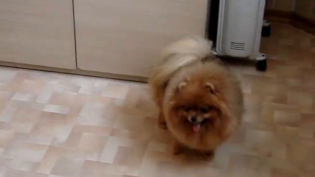 Красный Демон Николь( возраст 8 мес) смотреть онлайн
