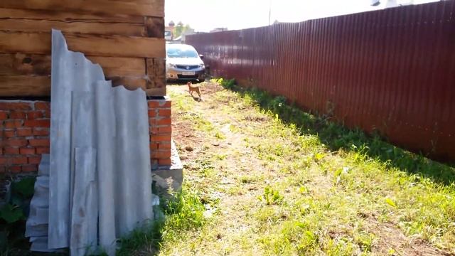 Игры собак на даче смотреть онлайн