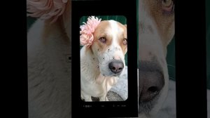 Поздравление с 8 Марта от Алабая Айны и наших кошек 🐶😽😽😽💐