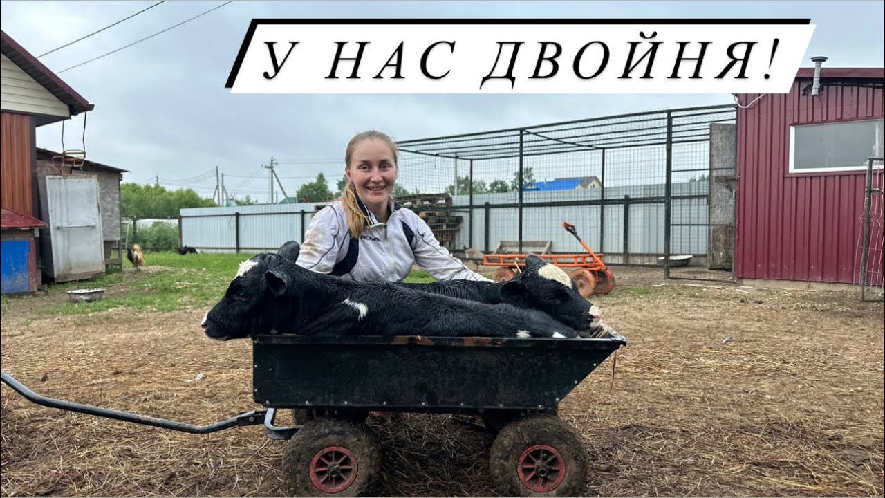 Отёл голштинской коровы! Первая двойня на Молодой ферме! смотреть онлайн