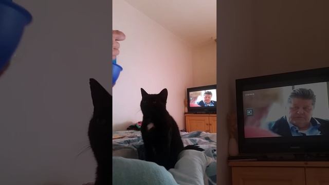 Kater versucht unauffällig kellogs zu klauen :D смотреть онлайн