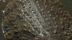 ??? КРОКОДИЛЫ УБИЙЦЫ СЛАБОНЕРВНЫМ НЕ СМОТРЕТЬ.