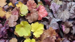 Гейхера из семян... мои сеянцы в полгода...