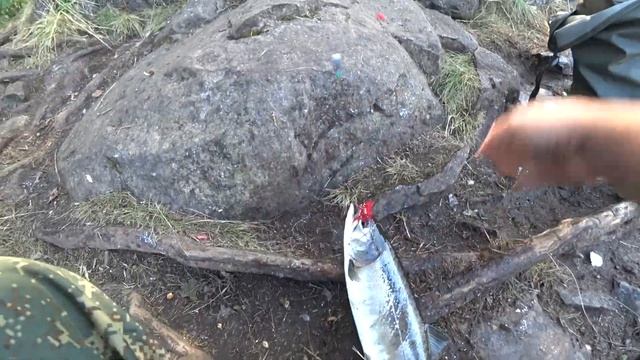 РАБОТАЕТ РЫБООХРАНА, ЛОВИМ ГОРБУШУ НА УМБЕ смотреть онлайн