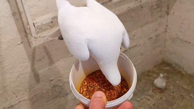 Этим пользуются Голубеводы Чемпионов. Champion Pigeon Breeders have this access. смотреть онлайн