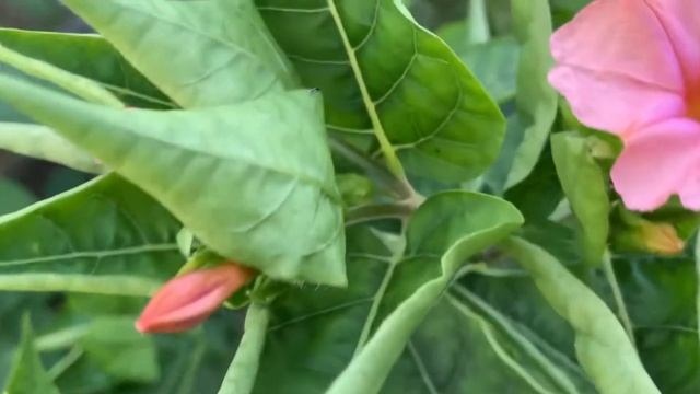 Мирабилис, как выглядят растения, посаженные на рассаду в кипяток??? #мирабилис #дача смотреть онлайн